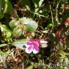 Osbeckia parvifolia Arn.